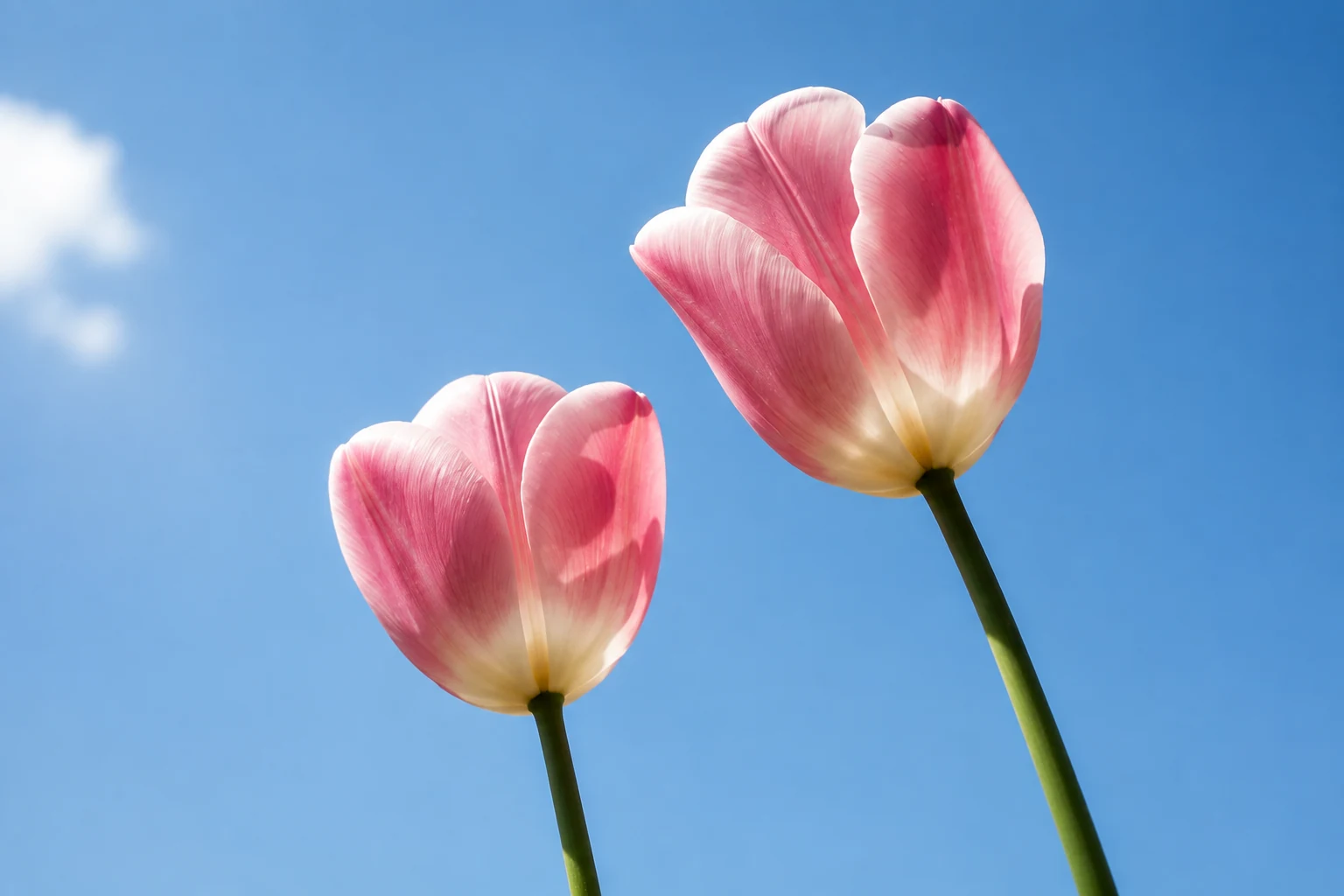 Sunlit pink tulips against a clear blue sky