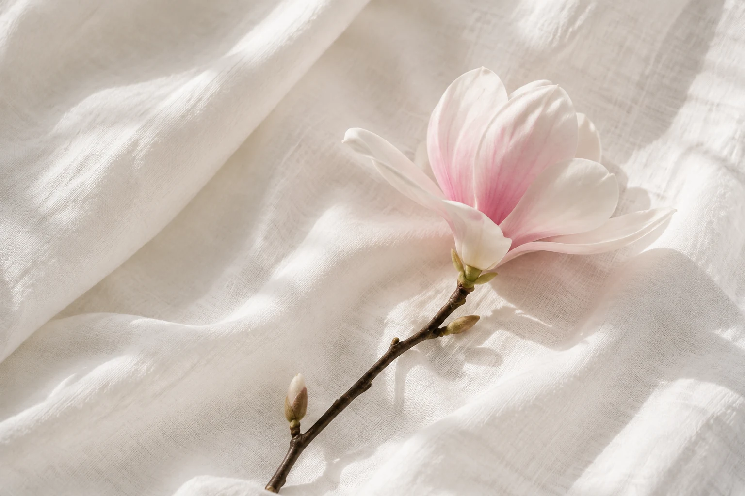 A pale magnolia blossom resting on white linen